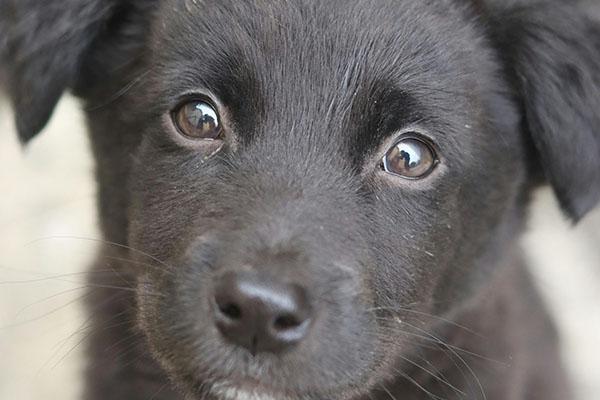 Walking with me and my dog.