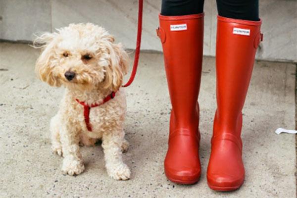 Dogs need a walk? I'll walk them for you!